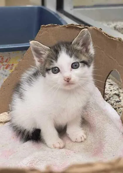 A young small-sized female Domestic Short Hair cat named Vayne for adoption in Aiken, SC