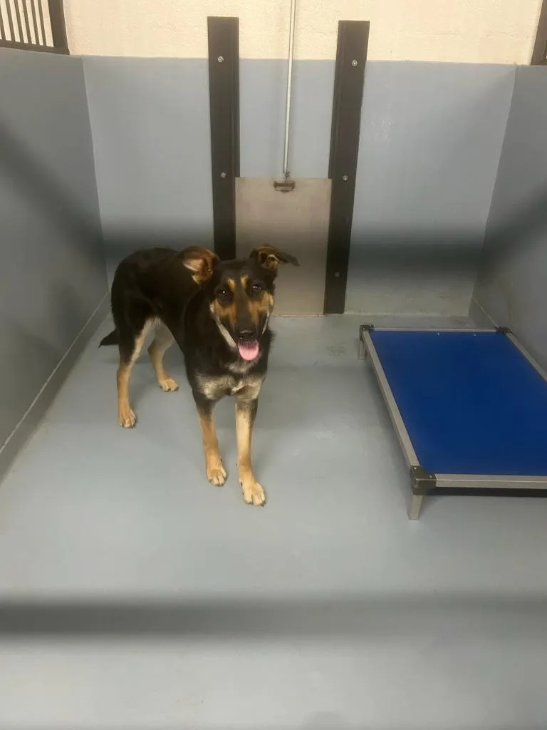 A young large-sized female German Shepherd Dog dog named Gretchen for adoption in Cartersville , GA