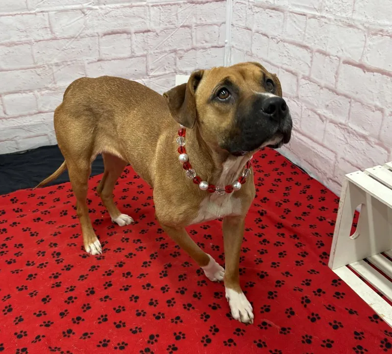 A young medium-sized female Mixed Breed dog named Cinnamon for adoption in Detroit, MI