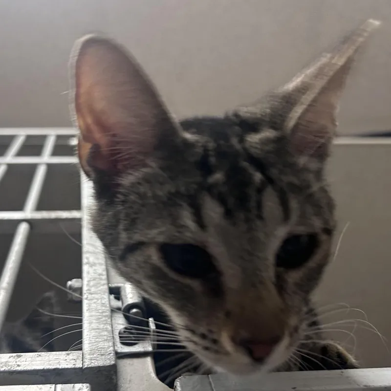 A young medium-sized female Domestic Short Hair cat named Parrot for adoption in Yuma, AZ