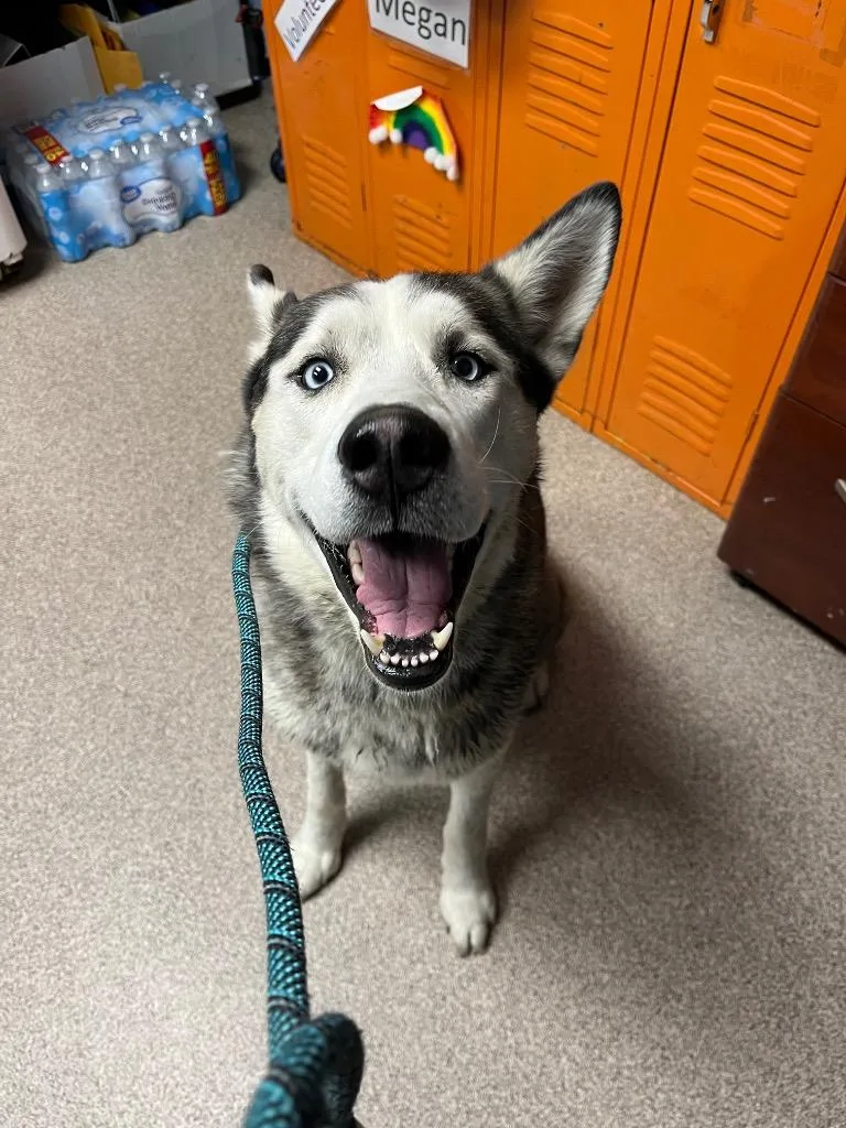 A young medium-sized male Siberian Husky dog named Achilles for adoption in Troy, OH