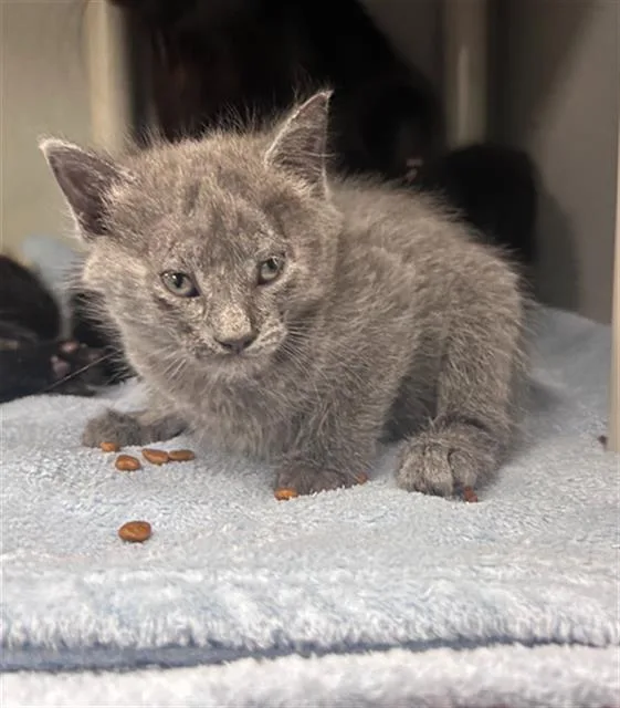 A baby medium-sized female Domestic Short Hair cat named Hannah for adoption in Dallas, TX