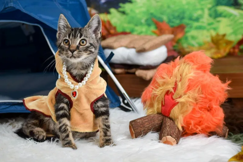 A baby medium-sized female Domestic Short Hair cat named S'mores for adoption in Sevierville, TN
