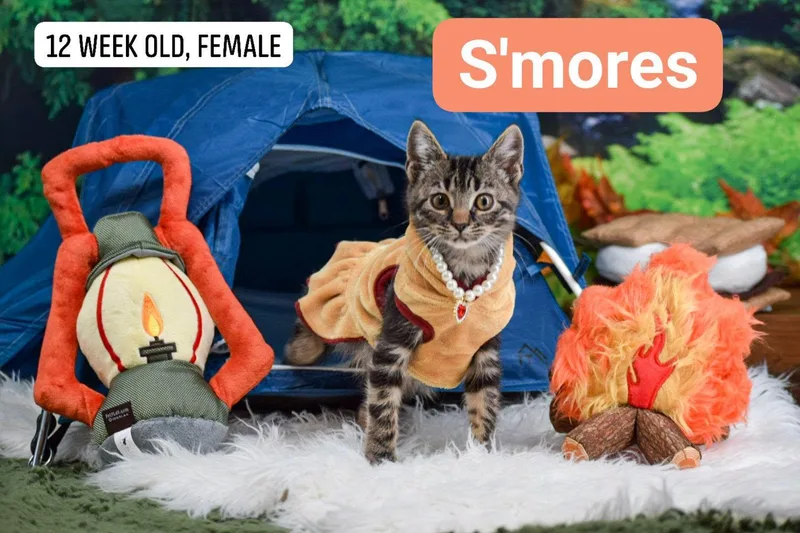 S'mores thumbnail 4