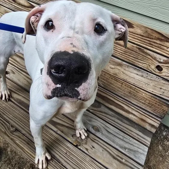 A young medium-sized female Pit Bull Terrier dog named Kari for adoption in Prince Frederick, MD