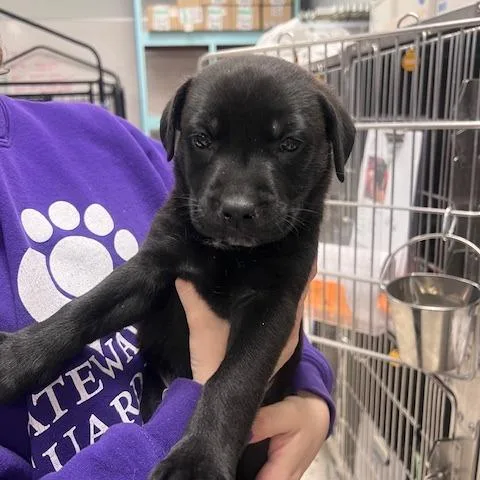 A baby small-sized female Black Pit Bull Terrier dog named Napa for adoption in East Saint Louis, IL
