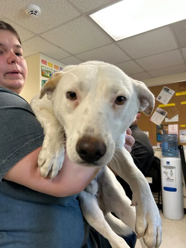 A young medium-sized male Mixed Breed dog named Bam Bam for adoption in Mount Gilead, NC