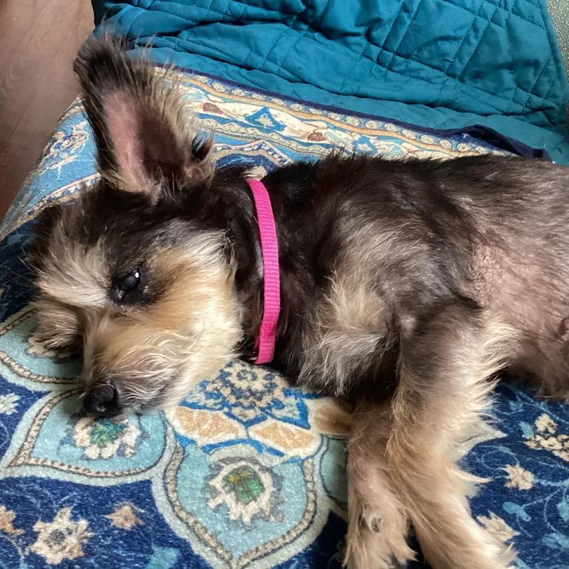 Bailey