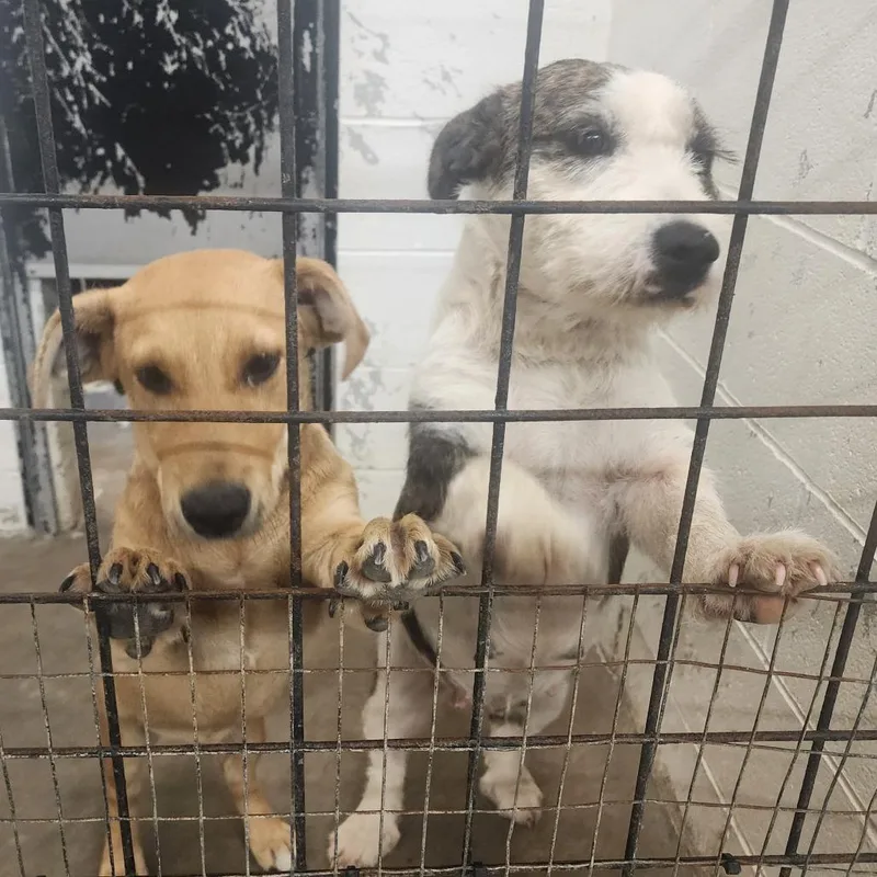 An adult medium-sized female White / Cream Terrier dog named Cannoli for adoption in Evensville, TN