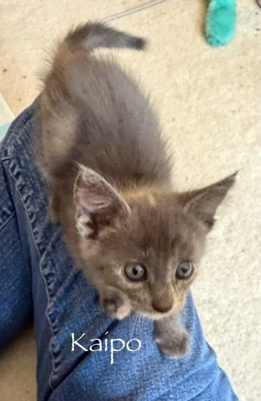 A baby medium-sized female Domestic Short Hair cat named Kaipo for adoption in Hamilton, OH
