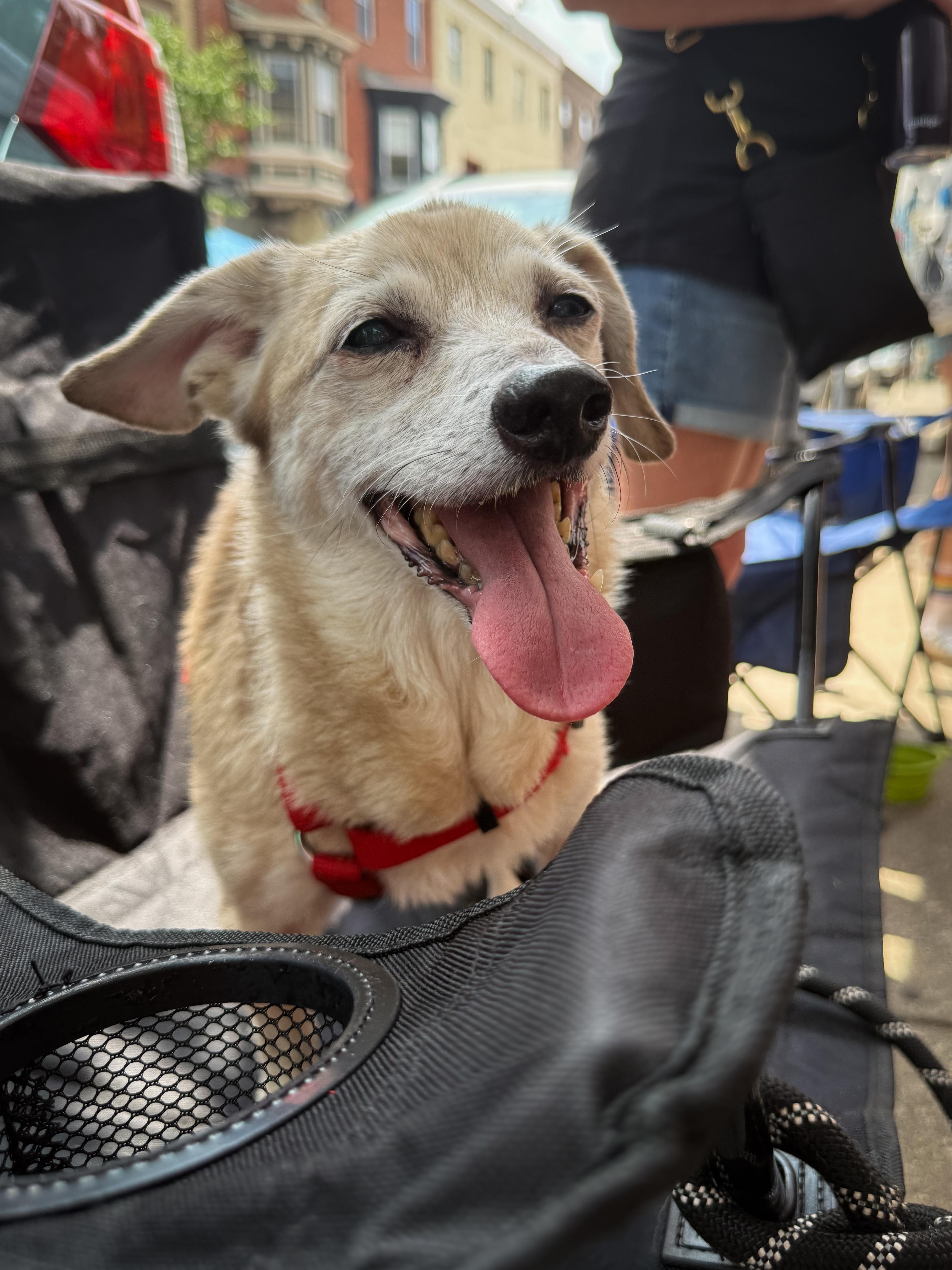 A senior small-sized male Terrier dog named Bruce for adoption in Philadelphia, PA