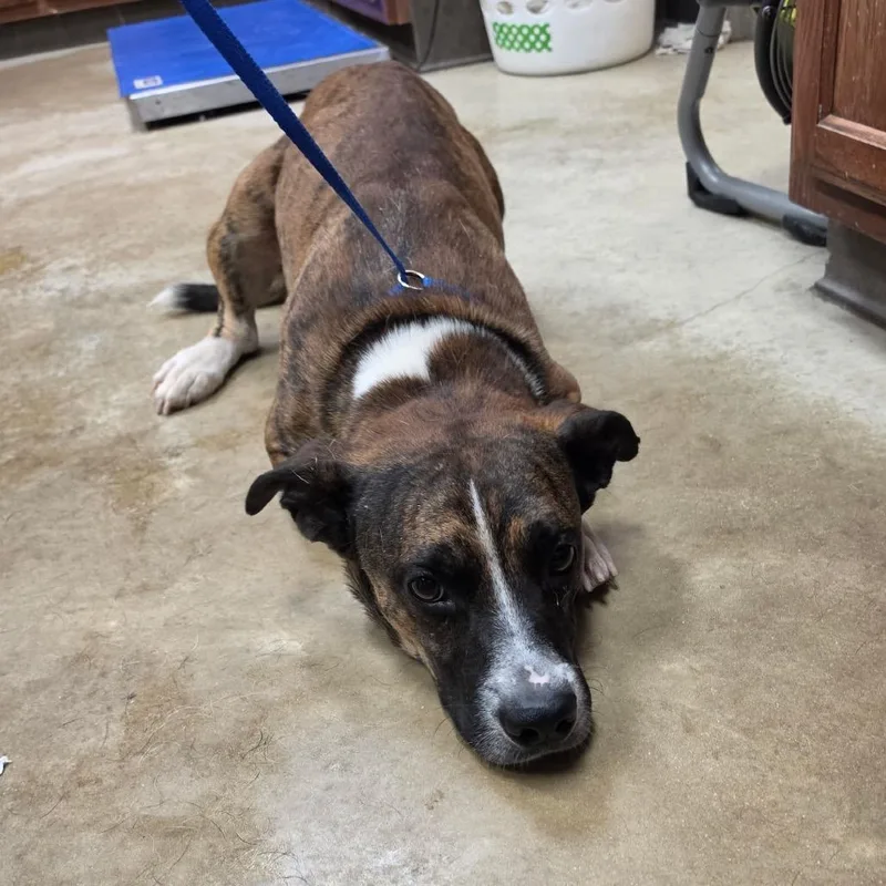 An adult medium-sized male Hound dog named Pecan U for adoption in Tupelo, MS