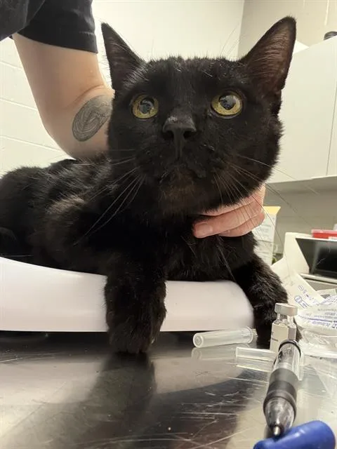 An adult medium-sized male Domestic Short Hair cat named Marvel for adoption in Indianapolis, IN