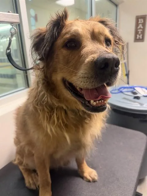 An adult large-sized male Chow Chow dog named Phoenix for adoption in Miami, FL
