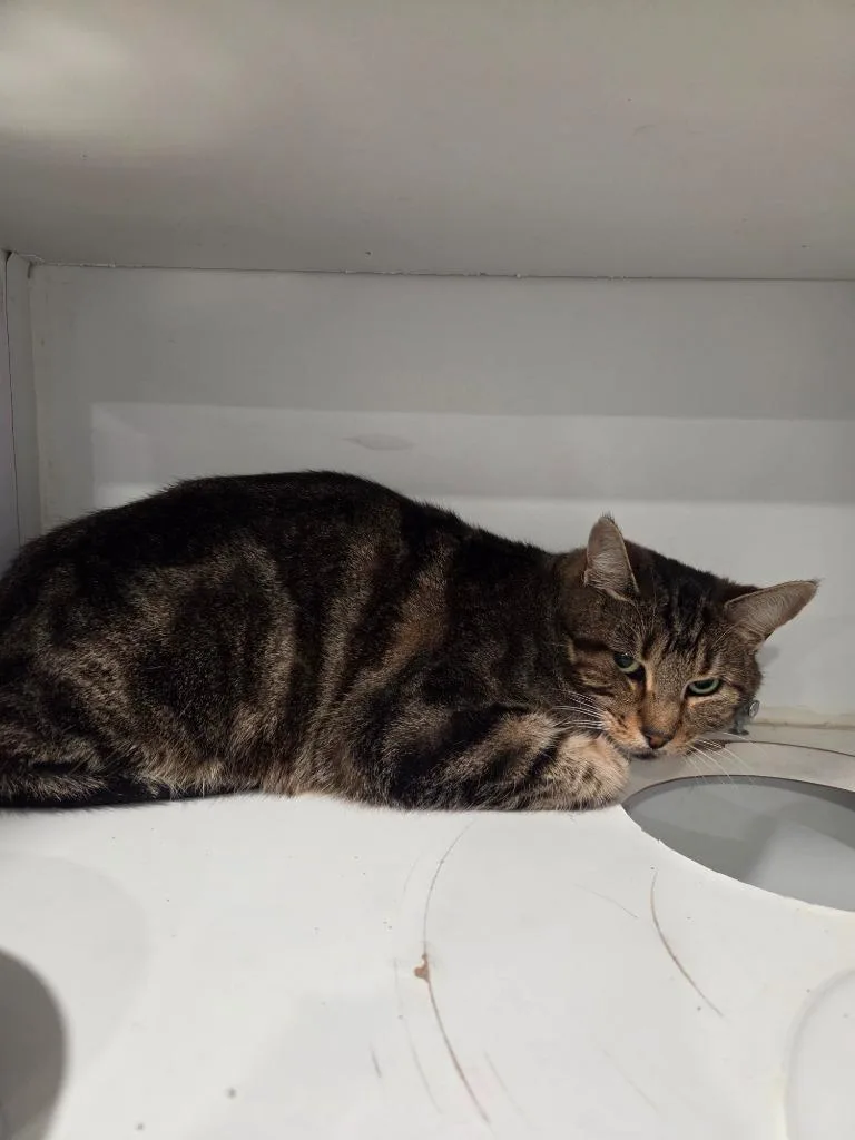 A young small-sized female Domestic Short Hair cat named Sandy for adoption in Lunenburg, VT