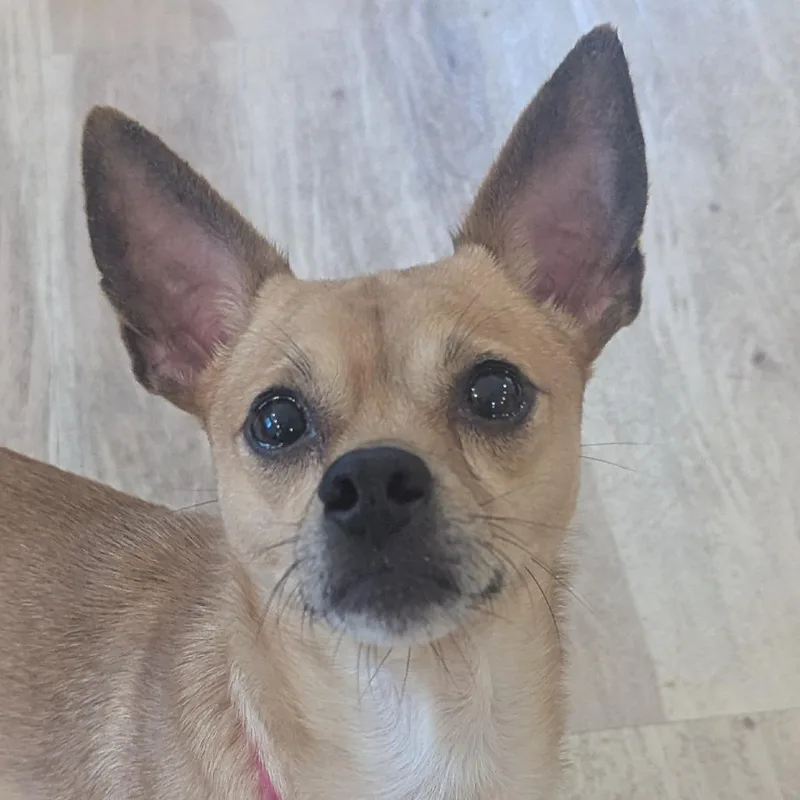 Paco