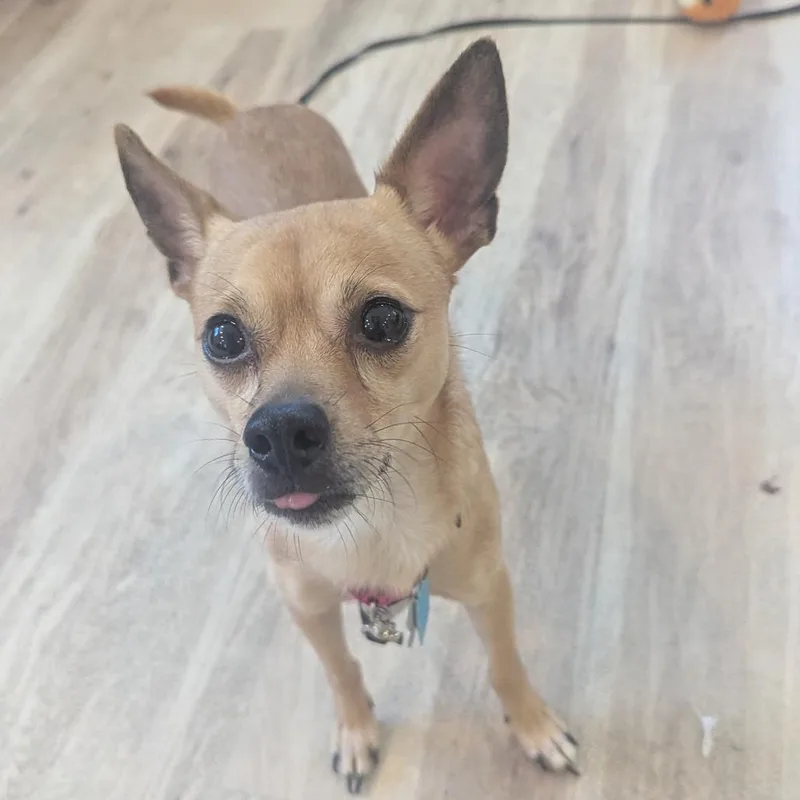 Paco thumbnail 2