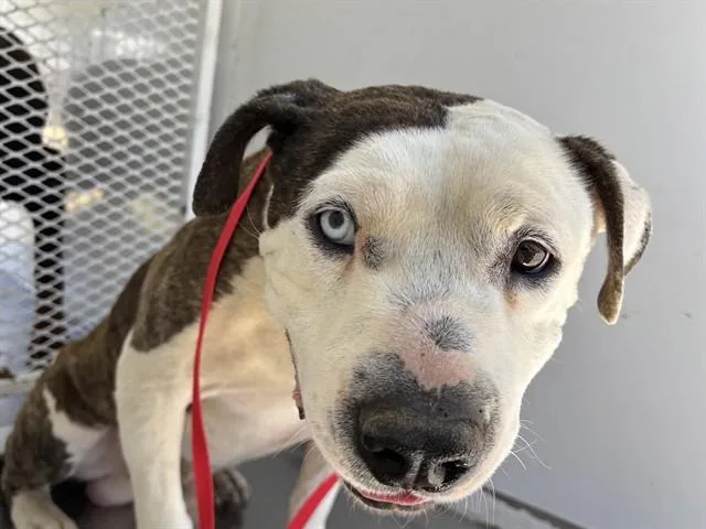 An adult medium-sized male Pit Bull Terrier dog named Pudgy for adoption in Bakersfield, CA