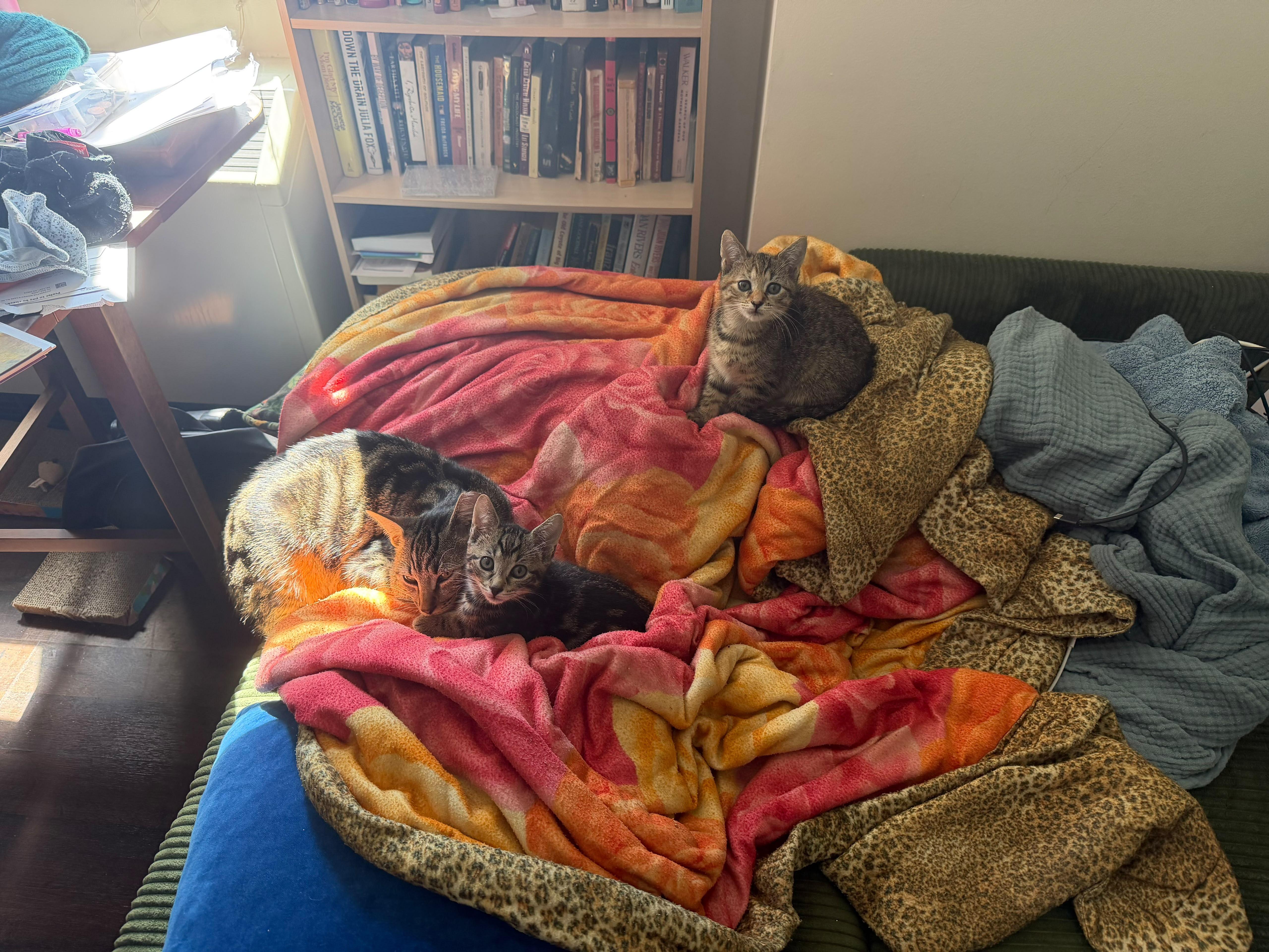 A baby medium-sized male Tabby (Tiger Striped) Domestic Short Hair cat named Gizmo for adoption in Jersey City, NJ