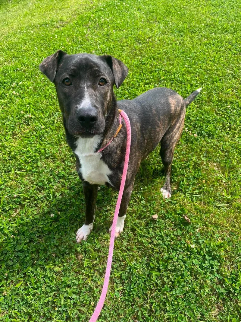 A young small-sized female Shar-Pei dog named Zuma for adoption in Front Royal, VA