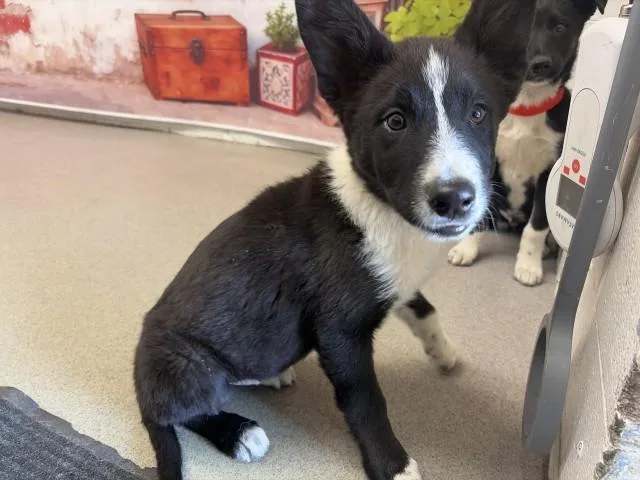 A baby small-sized male Border Collie dog named Onyx for adoption in San Bernardino, CA