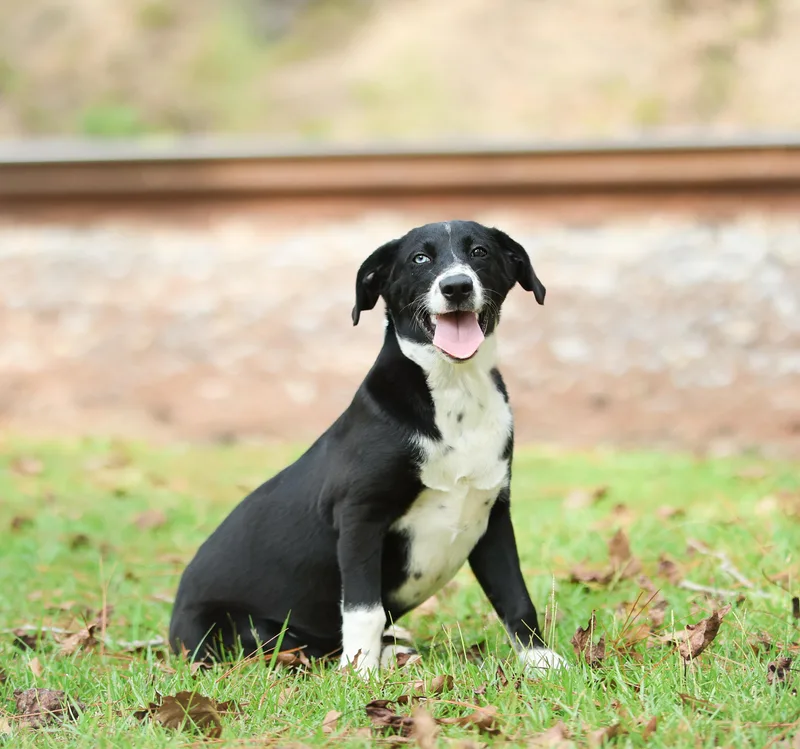 A baby medium-sized male Black Border Collie dog named Sammie for adoption in Lucedale, MS