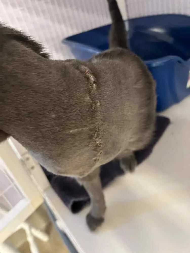 Leonidas thumbnail 2