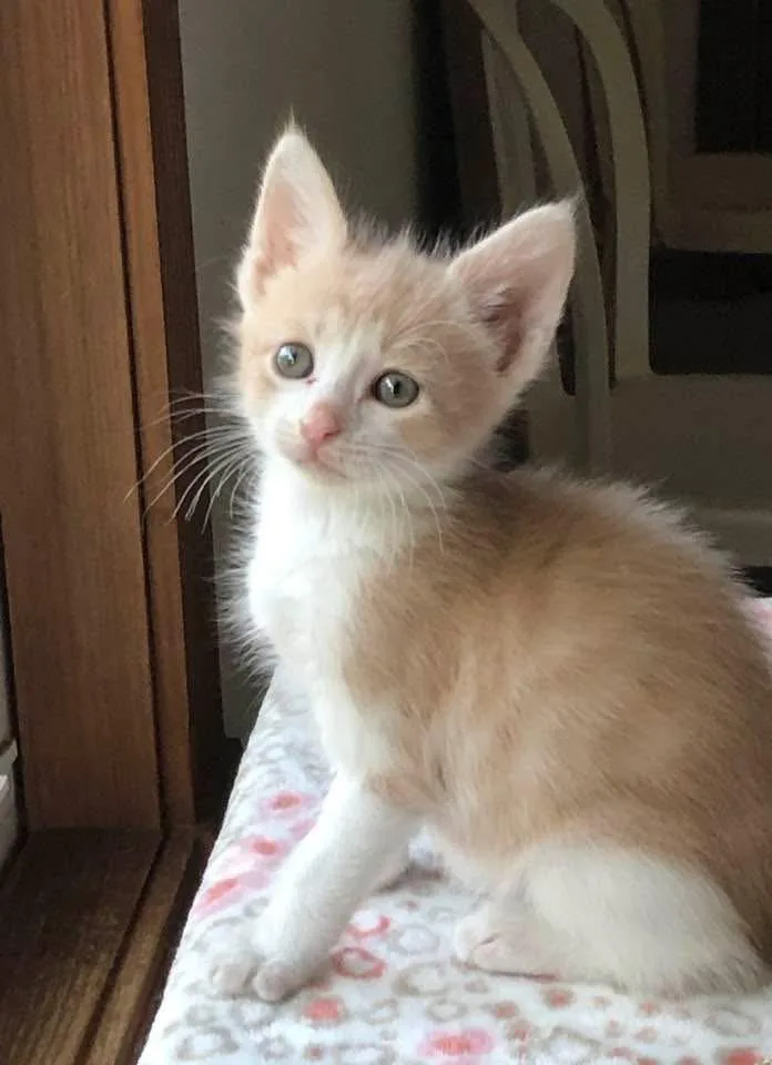 A baby small-sized male Domestic Short Hair cat named Simba for adoption in Columbia, IL