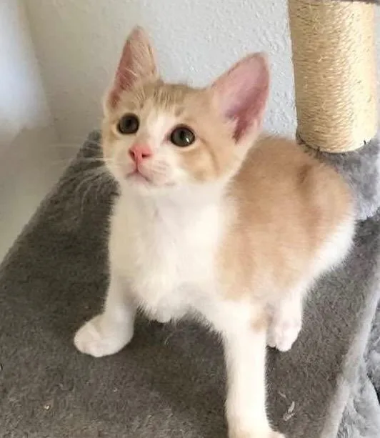 Simba thumbnail 3