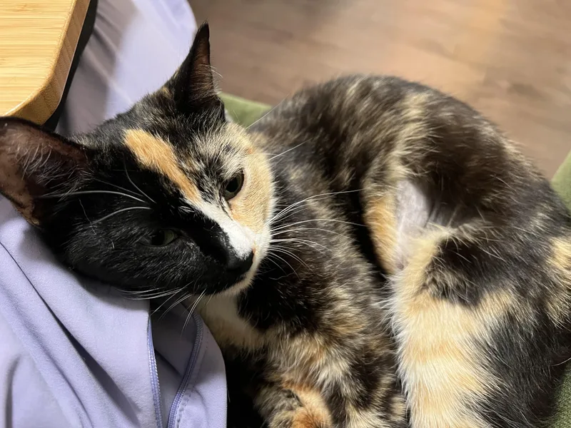 A young medium-sized female Tortoiseshell Domestic Short Hair cat named Calliope for adoption in Fredericksburg, VA