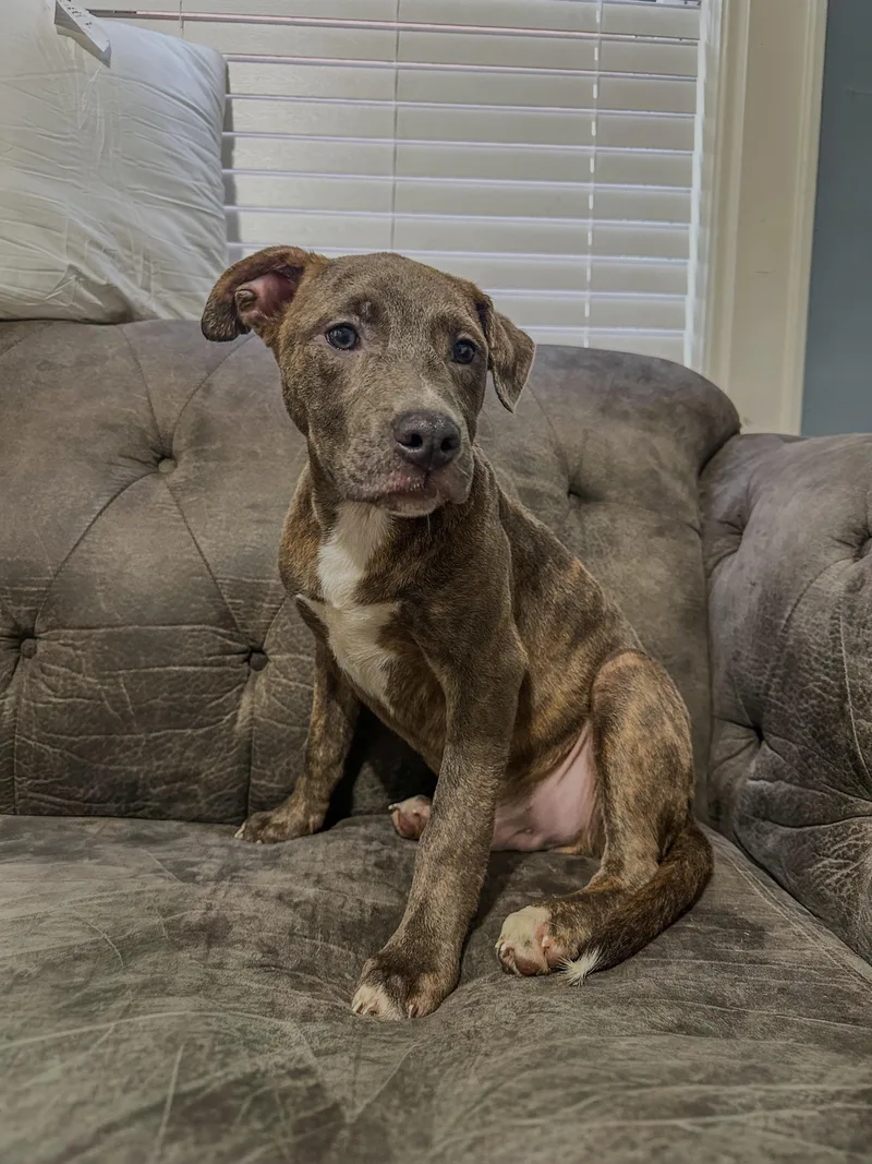 A baby medium-sized male Brindle Pit Bull Terrier dog named Cheese for adoption in Charleston , WV