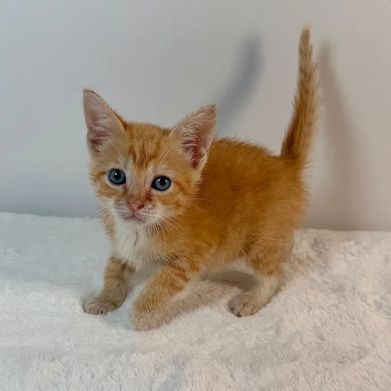 A baby small-sized male Domestic Short Hair cat named Bilbo Baggins for adoption in Johnson City, TN