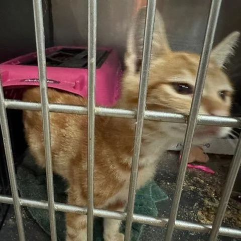 A baby small-sized male Orange / Red Domestic Short Hair cat named Julius for adoption in Abingdon, MD