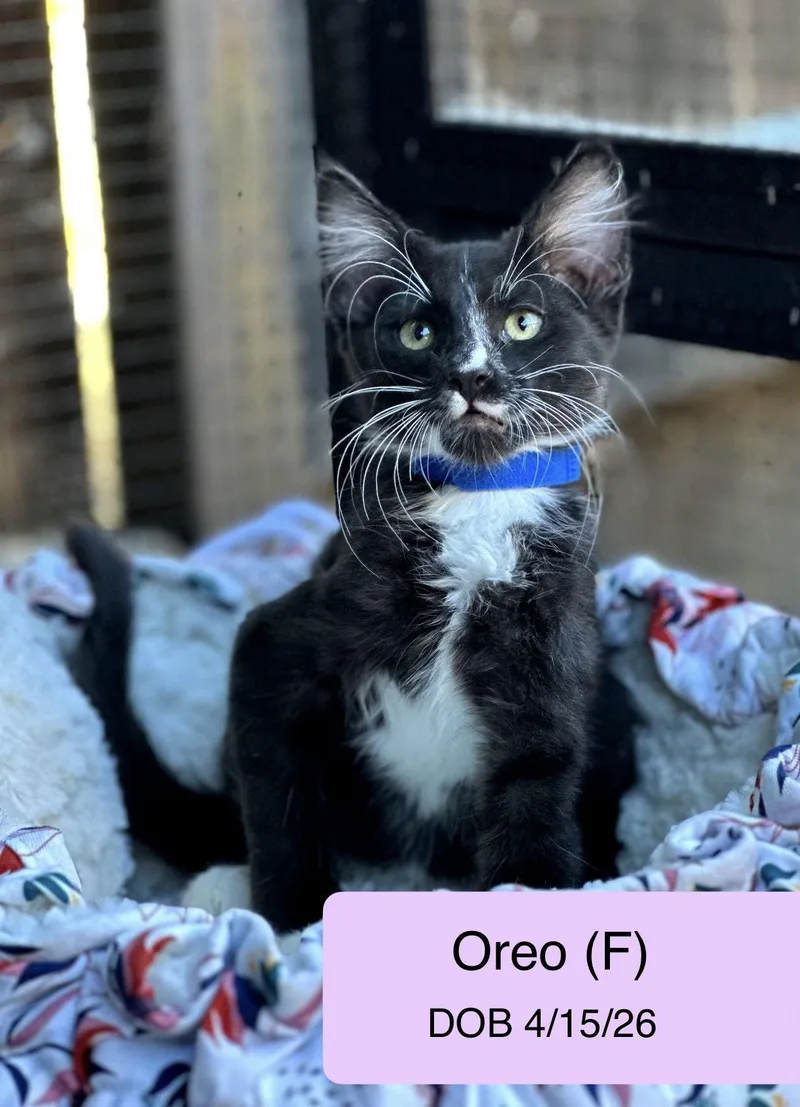 A baby medium-sized female Black & White / Tuxedo Domestic Medium Hair cat named Oreo for adoption in Vacaville, CA