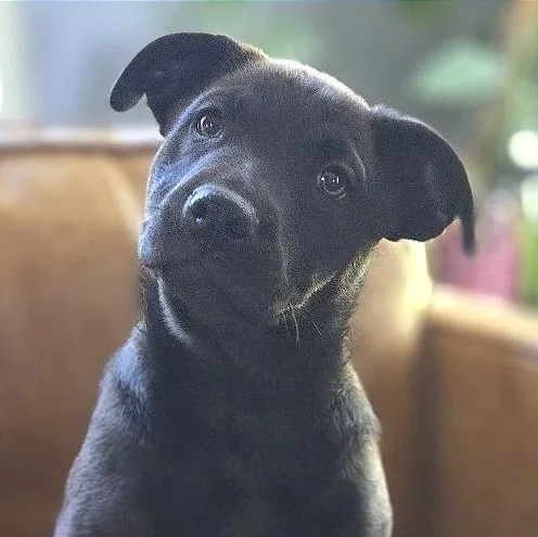 A baby medium-sized female Brown / Chocolate Shepherd dog named Matzoball for adoption in Chattanooga, TN