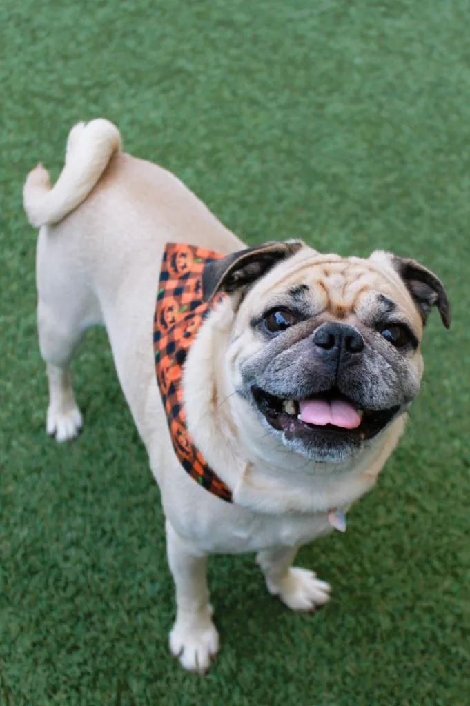 An adult small-sized male Pug dog named Roman for adoption in Gardena, CA
