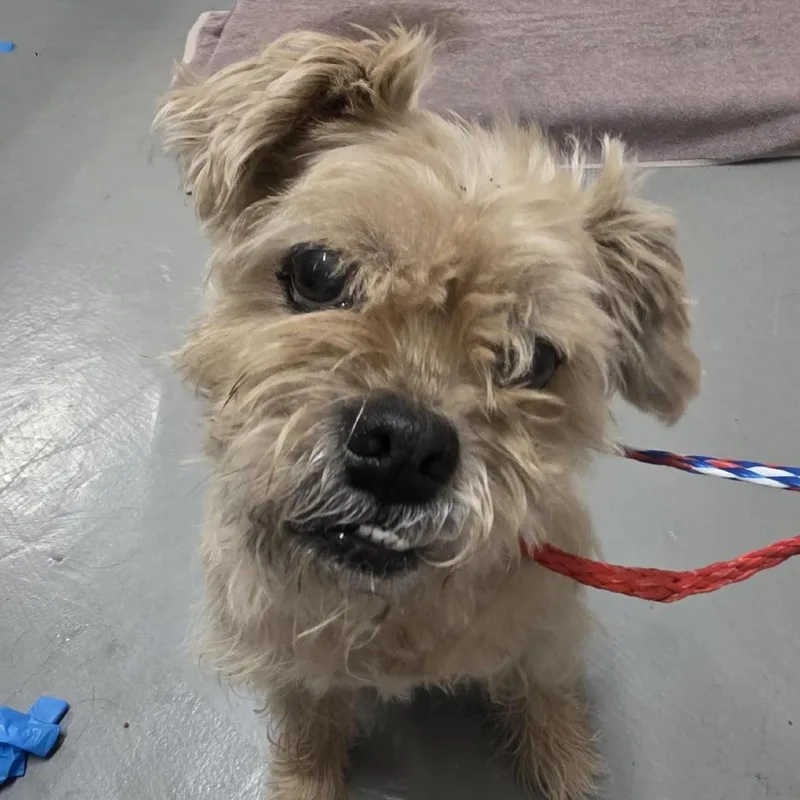 An adult small-sized female Brown / Chocolate Terrier dog named Sapphire for adoption in Tacoma, WA