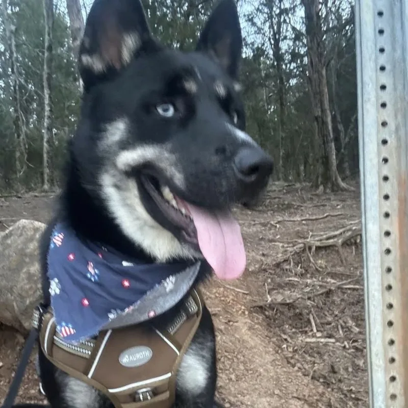 An adult medium-sized male Husky dog named Husker for adoption in Luttrell, TN