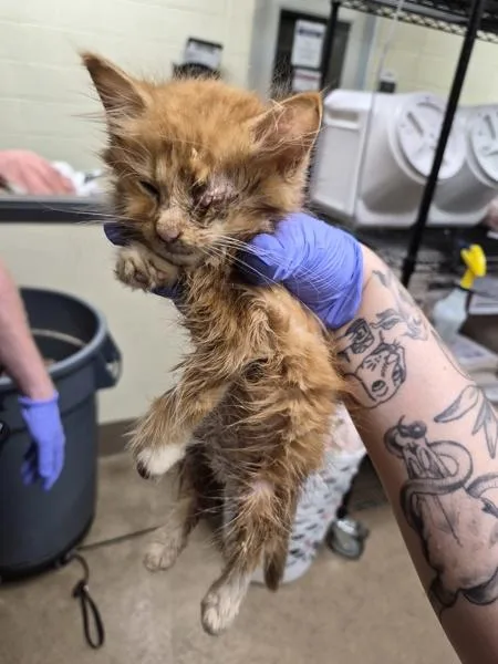 A baby small-sized male Domestic Short Hair cat named Nf for adoption in Lawrenceville, GA