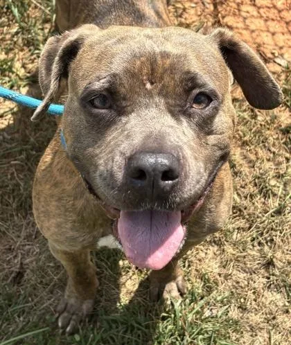An adult medium-sized female Pit Bull Terrier dog named Zuffy for adoption in Atlanta, GA