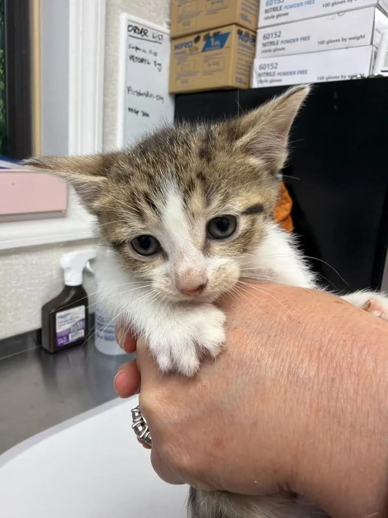 A baby medium-sized male Domestic Short Hair cat named Sprout for adoption in Pomona, NY