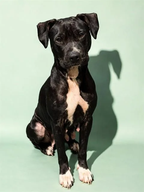 An adult medium-sized female Mixed Breed dog named Lisa Frank for adoption in Jacksonville, FL