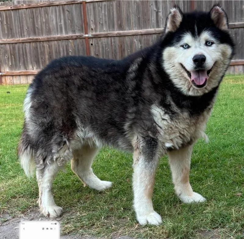 A senior large-sized male Alaskan Malamute dog named Thunder for adoption in Great Bend, KS