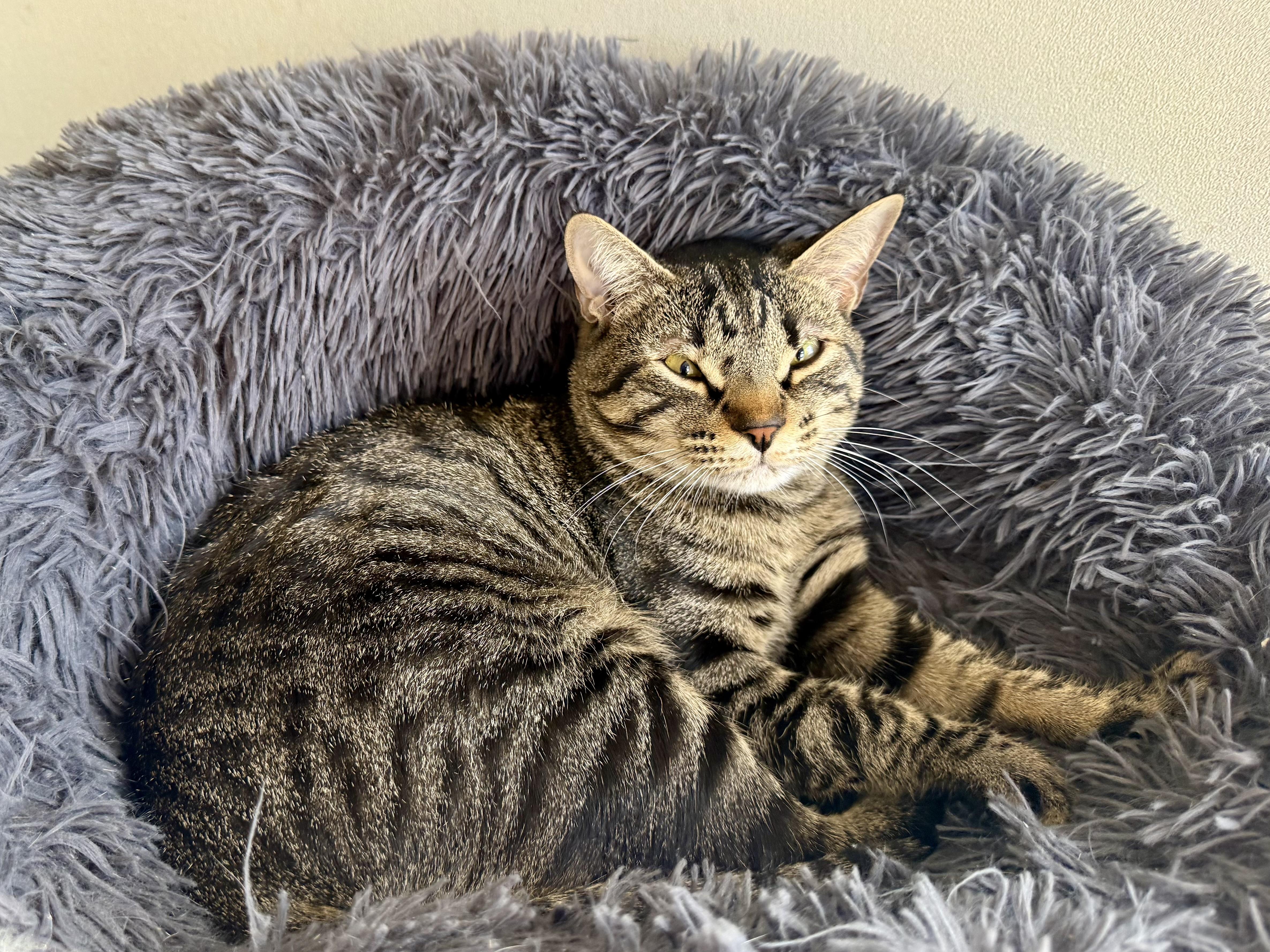 Hendo Happy thumbnail 3