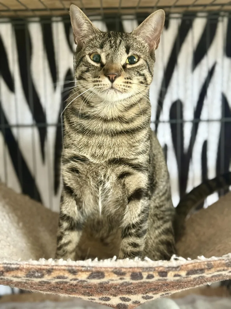 Hendo Happy thumbnail 4