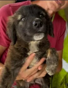 A baby small-sized male Anatolian Shepherd dog named Jasper Gemstone for adoption in Waunakee, WI