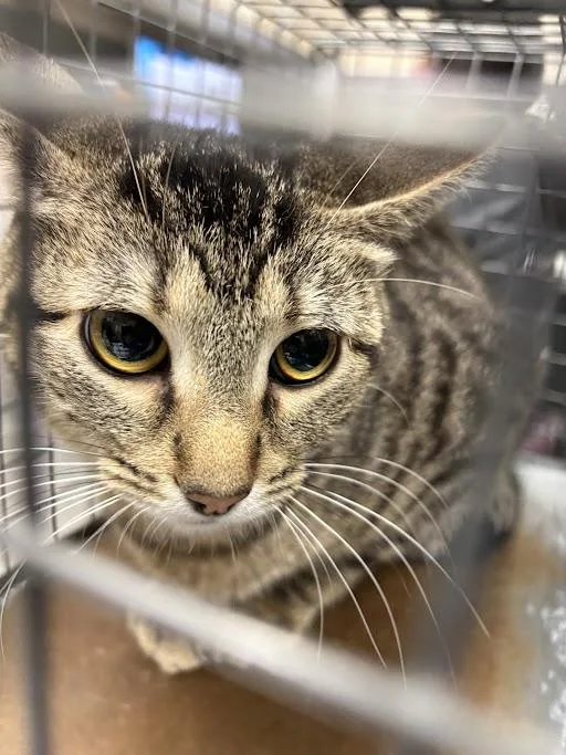 A young medium-sized female Domestic Short Hair cat named Nova for adoption in Las Vegas, NV