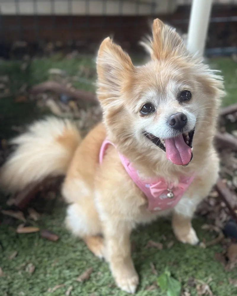 Maggie thumbnail 3