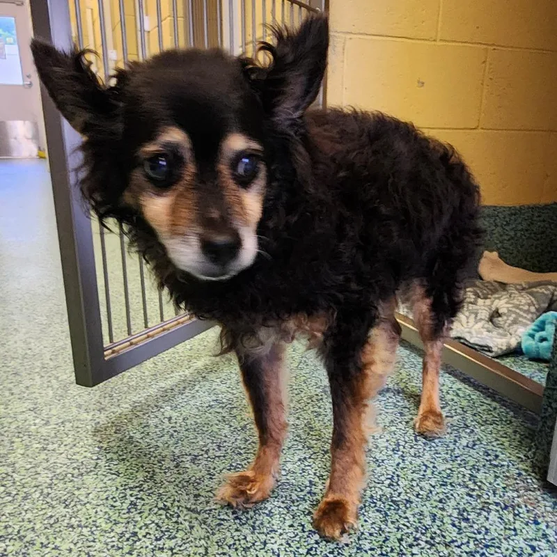 A senior small-sized male Black Mixed Breed dog named Max for adoption in Naples, FL