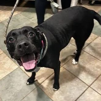 An adult medium-sized female Black Mixed Breed dog named Mazey for adoption in Chattanooga, TN